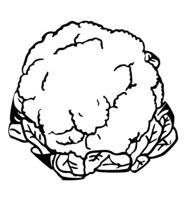 Chou Fleur 16